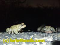/home//u458753944/public_html/sourcegallery//Roxborough Toad Detour/2013-2019/2017/P4110732.JPG
